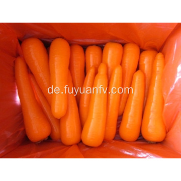Leckere frische Karotten 2019